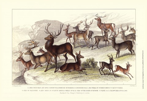 Framed Deer Varieties Print