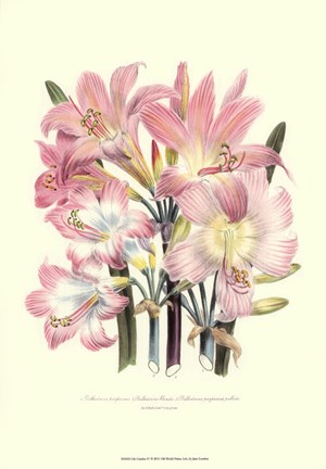 Framed Lily Garden IV Print
