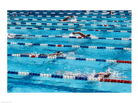 Framed High angle view of people swimming in a swimming pool, International Swimming Hall of Fame, Fort Lauderdale, Florida, USA Print