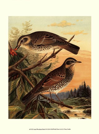 Framed Small Woodland Birds II Print
