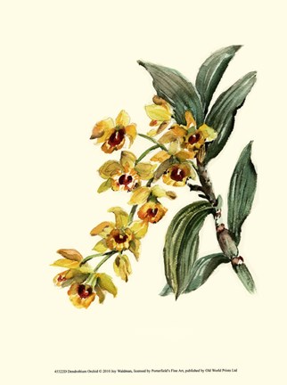 Framed Dendrobium Orchid Print