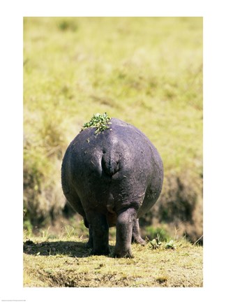 Framed Hippopotamus for Behind Print