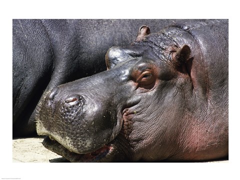 Framed Hippopotamus Close Up Face Print