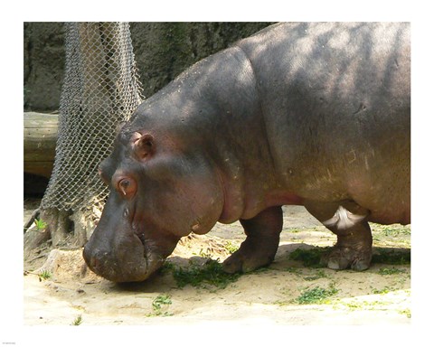 Framed Face Hippopotamus Amphibius Mexico Print