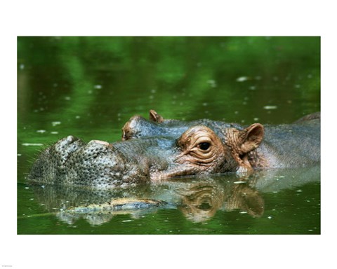 Framed Hippopotamus Surfacing Print