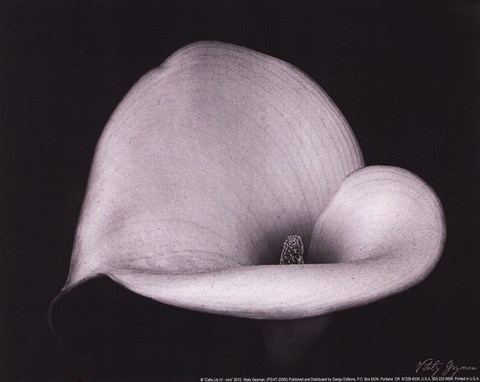 Framed Calla Lilly IV - mini Print