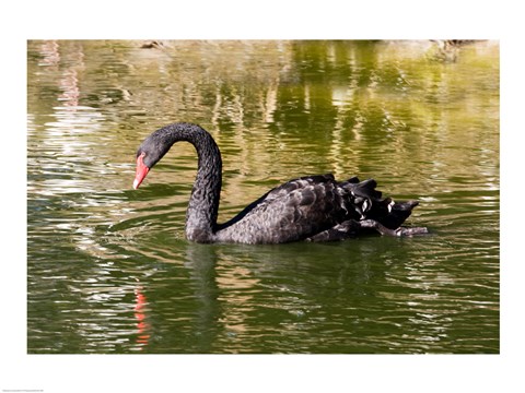 Framed Black swan (Cygnus atratus) swimming in a pond, Australia Print