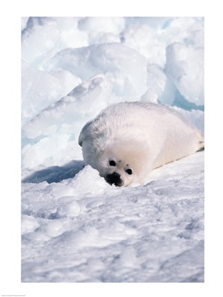Framed Harp Seal pup basking in snow Print