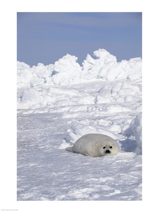 Framed Harp Seal pup basking in snow Print