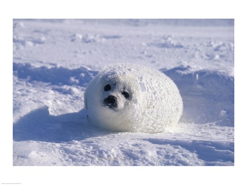 Framed Harp Seal Wrapped in Snow Print