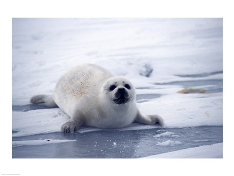 Framed Harp Seal pup lying in snow Print