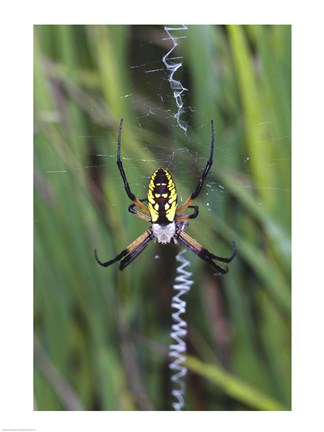 Framed Close-up of a Garden Spider Print