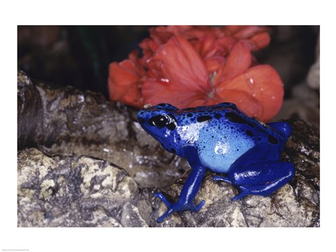 Framed Blue Poison Frog Print