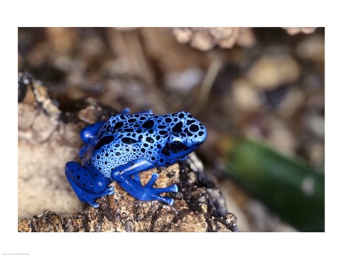 Framed High angle view of a Blue Poison Arrow Frog on a rock Print