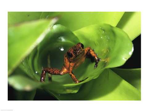 Framed Strawberry Poison Frog on leaves Print