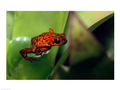 Framed Strawberry Poison small Frog Print