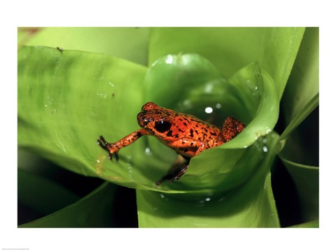 Framed Close-up of a Strawberry Poison Dart Frog on a leaf Print