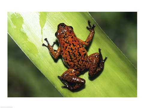 Framed Strawberry Poison Frog Print