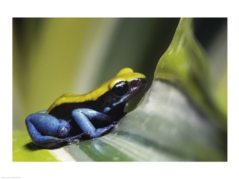 Framed Close-up of Blue-Legged Mantella Frog Print