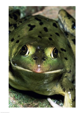 Framed Close-up of a Pig Frog (Rana grylio) Print