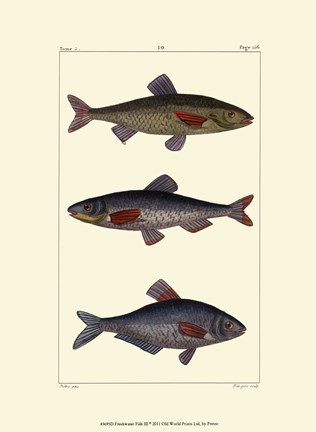 Framed Freshwater Fish III Print