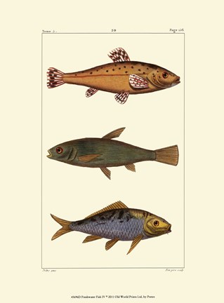 Framed Freshwater Fish IV Print
