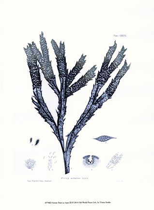 Framed Nature Print in Aqua III Print