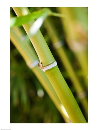 Framed Close-up of bamboo shoots Print