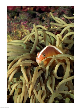 Framed Orange Fin Anenomefish hiding in sea anemones underwater Print