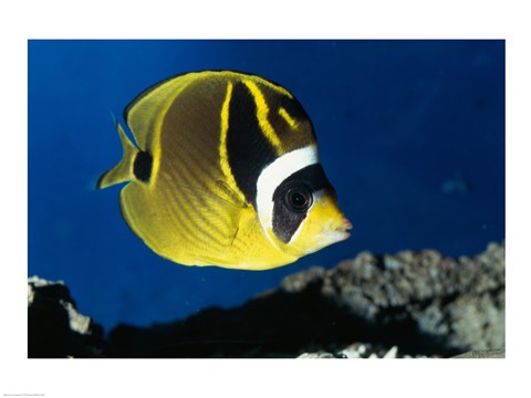 Framed Close-up of a Raccoon Butterfly Fish Swimming Print