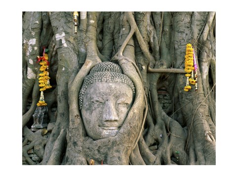 Framed Buddha head in tree roots, Wat Mahathat, Ayutthaya, Thailand Print