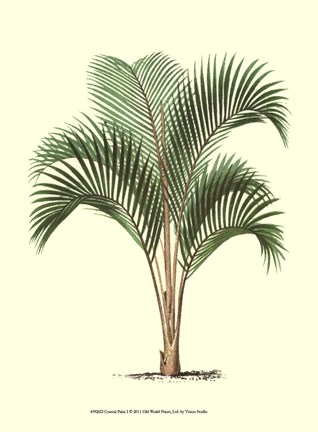 Framed Coastal Palm I Print