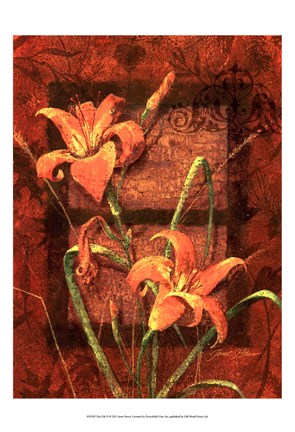 Framed Day Lily II Print