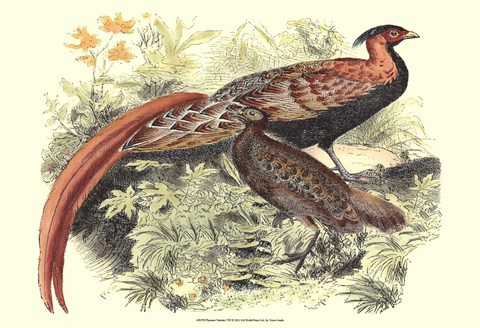 Framed Pheasant Varieties VIII Print