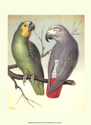 Framed Parrots II Print