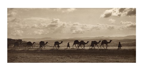 Framed Egyptian Camel Transport Print