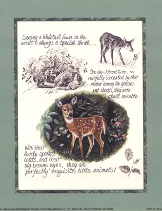 Framed Deer Study Print
