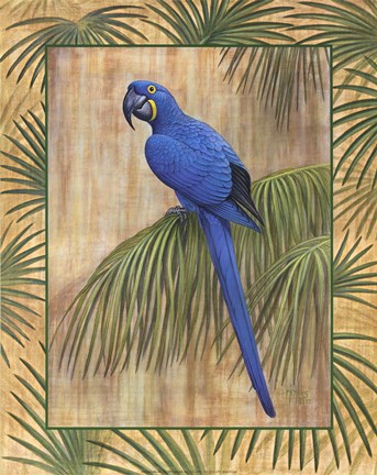 Framed Hyacinth Macaw Print