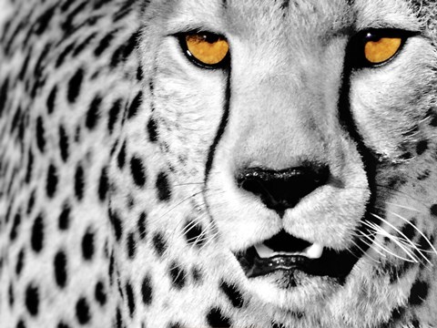 Framed White Cheetah Print