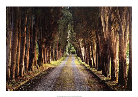 Framed Tree Tunnel Print