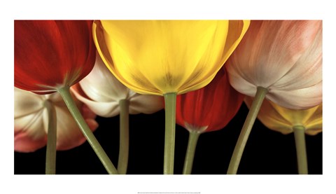 Framed Sunshine Tulips Print