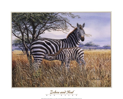 Framed Zebra and Foal Print