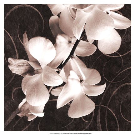 Framed Orchid &amp; Swirls I Print