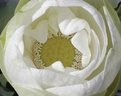 Framed Delicate Lotus I Print