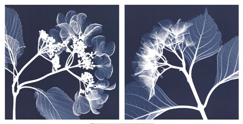 Framed Hydrangeas [Negative] Print