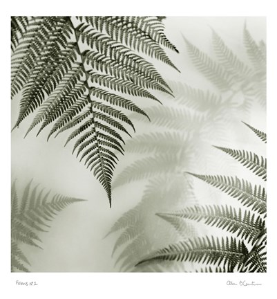 Framed Ferns No. 1 Print