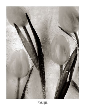 Framed Tulips on Ice Print