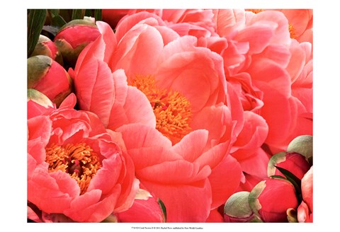 Framed Coral Peonies II Print