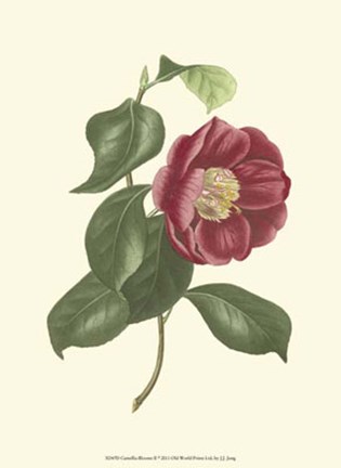 Framed Camellia Blooms II Print