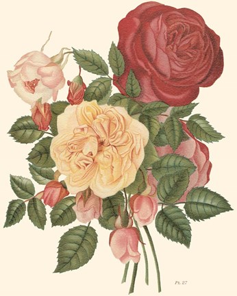 Framed Vintage Roses I Print